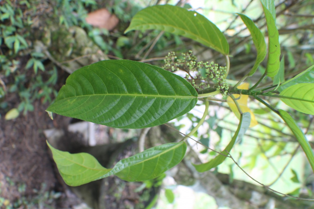 Dendrocnide sinuata (Blume) Chew